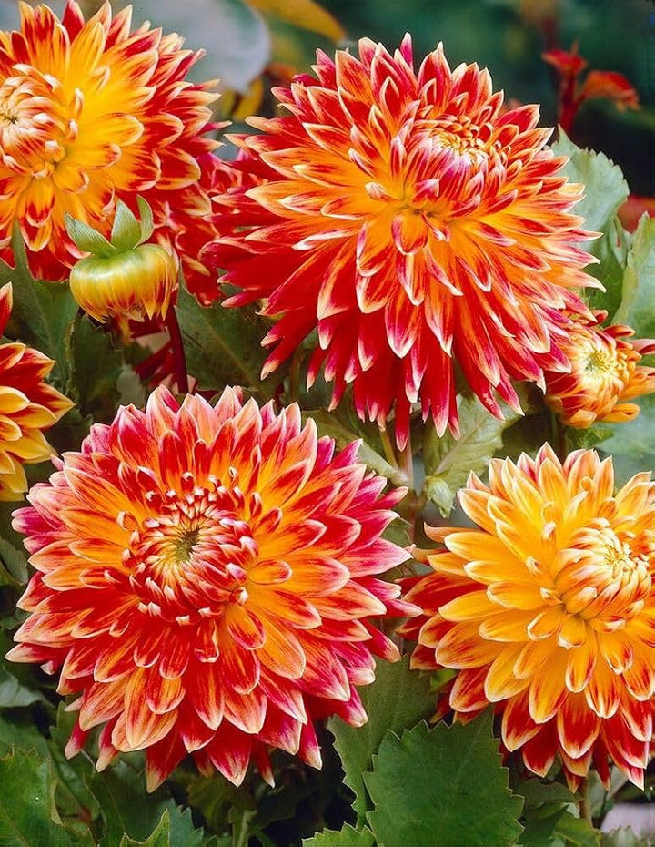 Orange Mix Dahlia Flower Seeds for Planting – Heirloom, Non-GMO, High Germination Organic Garden Seeds