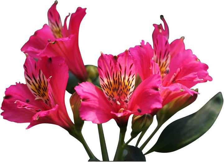 Flower Seeds, Seeds,Seeds For Planting,Plant Seeds
