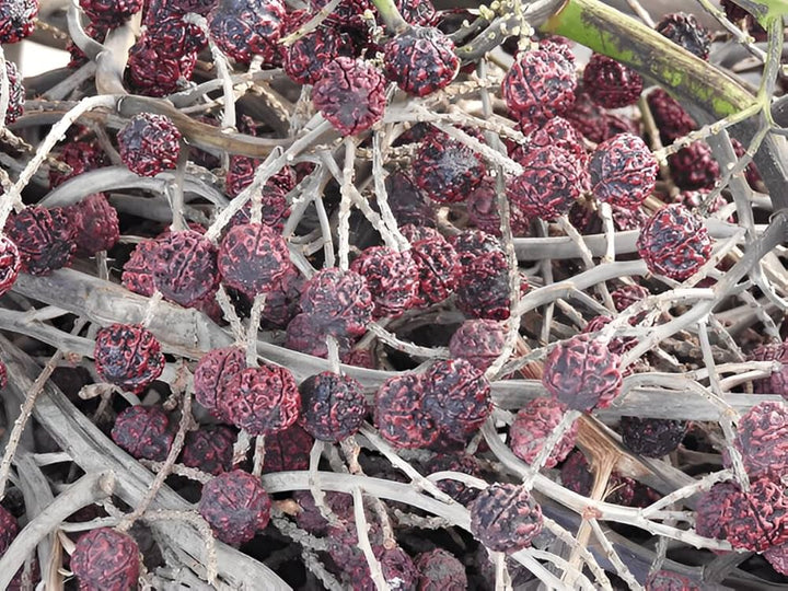 Rudraksha  for Planting - Fragrant Blossoms, Heirloom & GMO Free Seeds for Home Garden