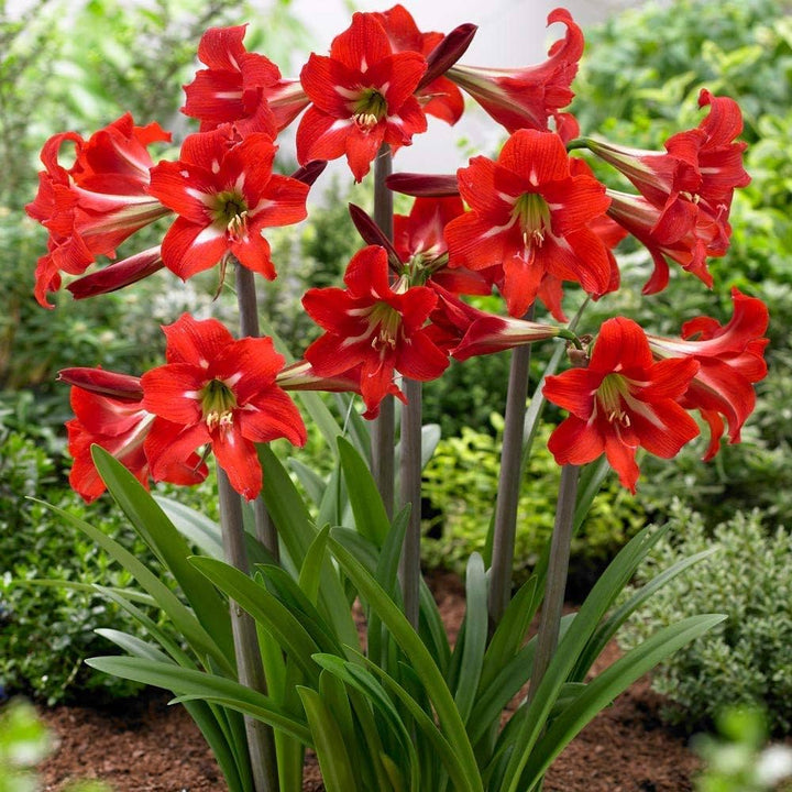 Red Amaryllis Barbados Flower Seeds for Planting Heirloom Non-GMO High Germination