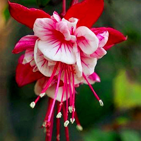 Flower Seeds, Seeds,Seeds For Planting,Plant Seeds