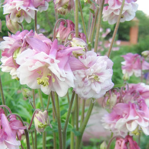 Flower Seeds, Seeds,Seeds For Planting,Plant Seeds