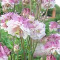 Pink White Petticoat Flower Seeds for Planting – Heirloom, Non-GMO, High Germination Organic Garden Seeds