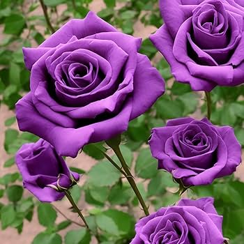 Violet Mix Unique Rose Flower Seeds for Planting – Heirloom, Non-GMO, High Germination Organic Garden Seeds