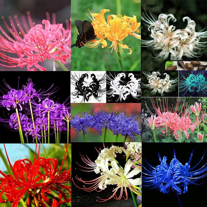 Mixed Higanbana Flower Seeds for Planting – Heirloom, Non-GMO, Drought Tolerant, High Germination