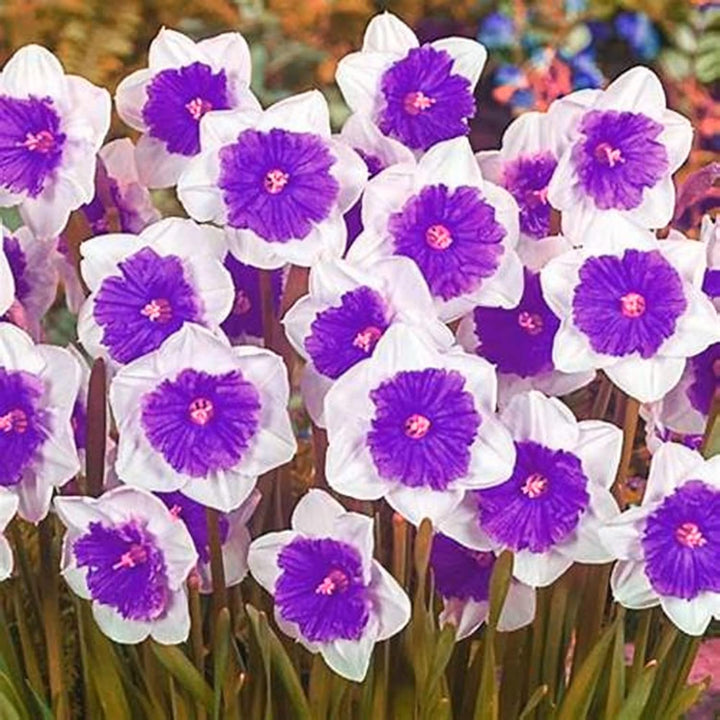 White Purple Double Narcissus Flower Seeds for Planting – Heirloom, Non-GMO, High Germination