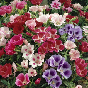 Flower Seeds, Seeds,Seeds For Planting,Plant Seeds