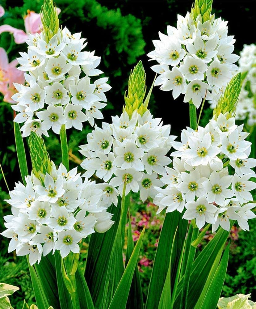 Sprout Flower Seeds for Planting – Wildflower Mix, Heirloom Non-GMO Seeds for Home Garden