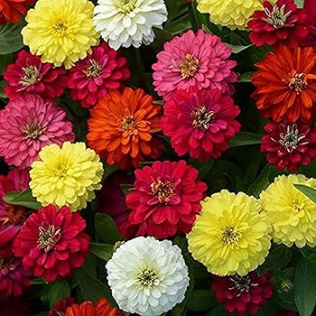 Multi-Color Zinnia Flower Seeds for Planting – Easy to Grow, Heirloom, Non-GMO Seeds for Home Garden