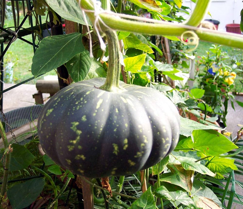 Black Pumpkin Vegetable Seeds for Planting – Heirloom & Non-GMO Garden Seeds for Edible & Ornamental Use