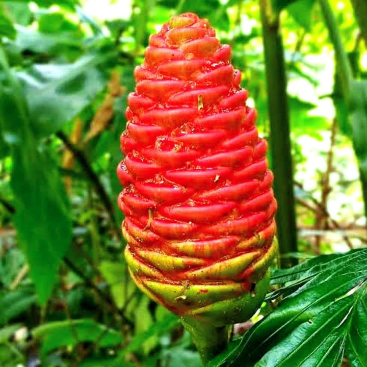 Costus Flower Seeds for Planting – Heirloom, Non-GMO, Organic Garden Seeds