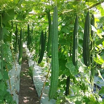 Cylindrica Vegetable Seeds for Planting – Heirloom & Non-GMO Seeds for Unique Botanical Garden Varieties