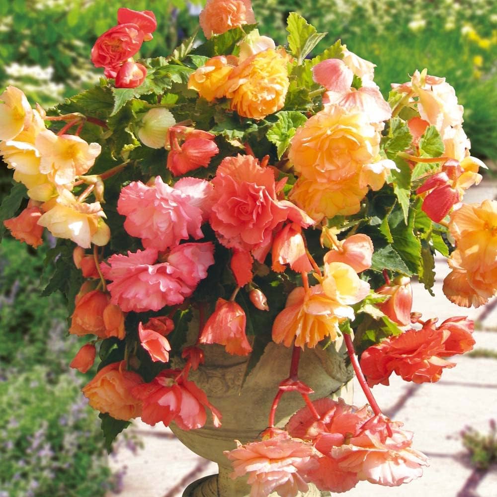 Begonia Semi-Trailing Flower Seeds for Planting – Heirloom, Non-GMO, Easy to Grow, High Germination