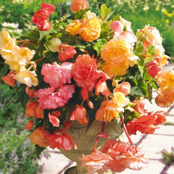Begonia Semi-Trailing Flower Seeds for Planting – Heirloom, Non-GMO, Easy to Grow, High Germination