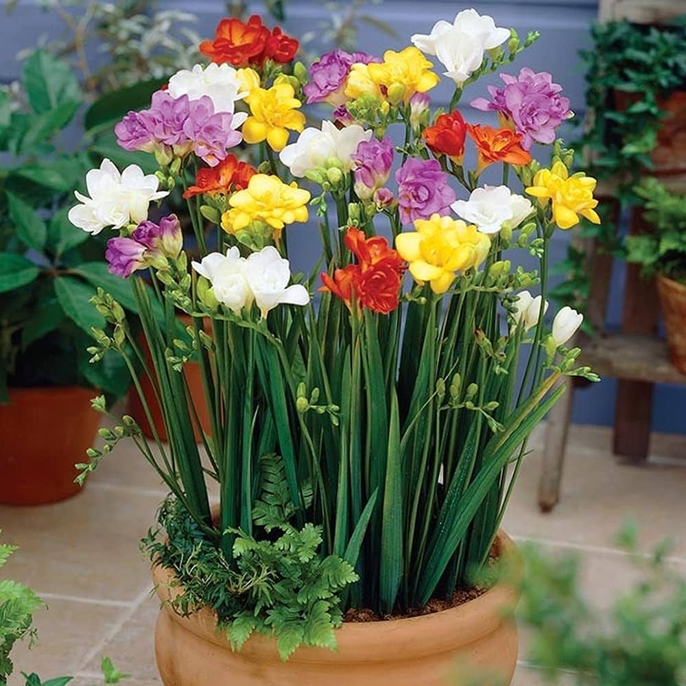 Freesia Flower Seeds for Planting – Easy to Grow Heirloom, Non-GMO, High Germination Organic Garden Seeds