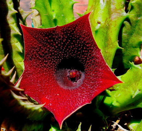 Flower Seeds, Seeds,Seeds For Planting,Plant Seeds
