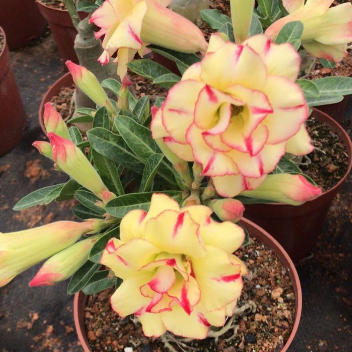 Yellow Pink Adenium Obesum Flower Seeds for Planting – Pollinator Friendly, Heirloom & Non-GMO Garden Seeds