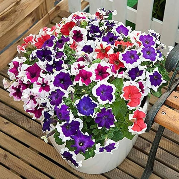Mixed Mexican Petunia Flower Seeds for Planting – Heirloom Non-GMO, High Germination Organic Garden Seeds