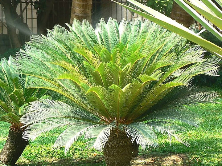 Green Cycas Plant Seeds for Planting – Heirloom & Non-GMO Seeds, Ornamental Palms for Lush Garden Decor