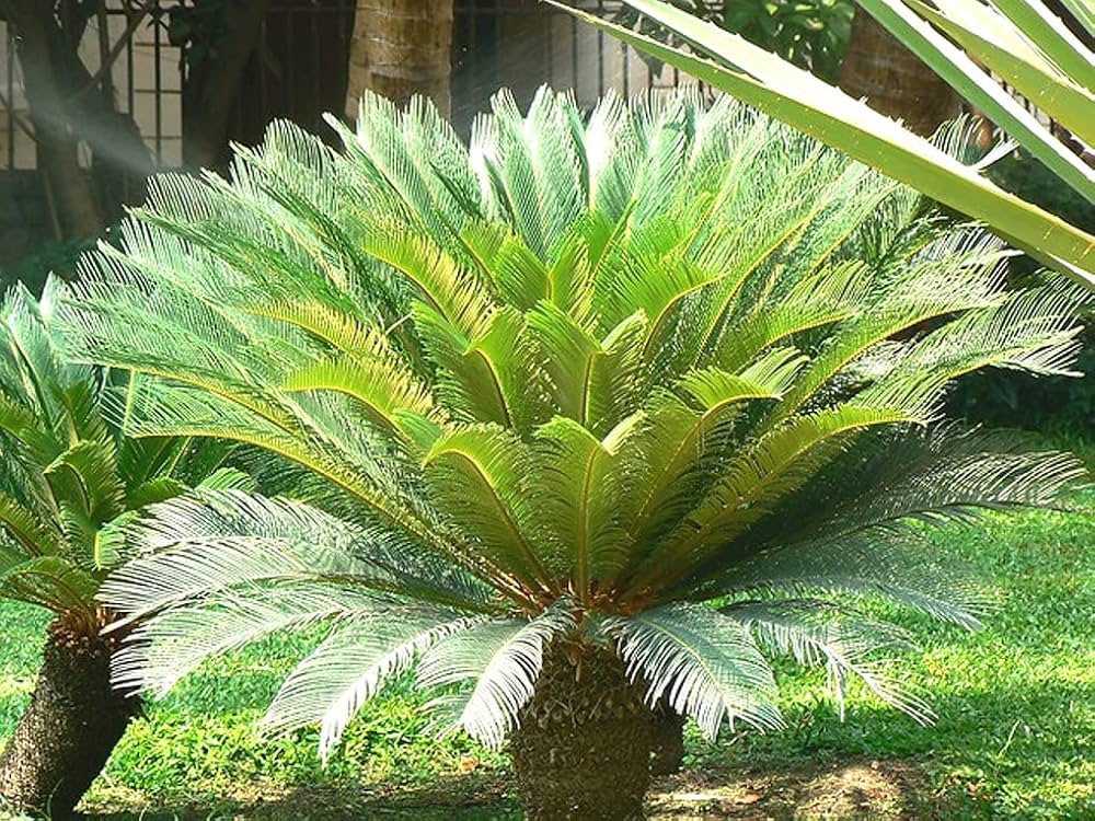 Green Cycas Plant Seeds for Planting – Heirloom & Non-GMO Seeds, Ornamental Palms for Lush Garden Decor