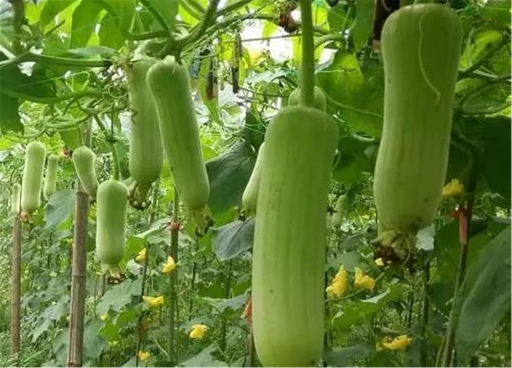 White Green Luffa Seeds for Planting – Heirloom Non-GMO Gourd Vegetable – Organic Garden Seeds, High Germination