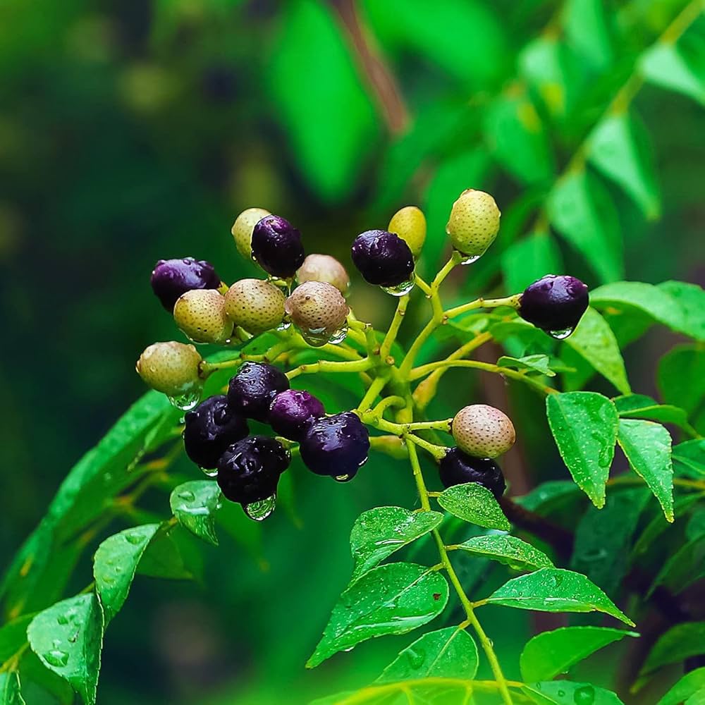 Curry Leaf Herb Seeds for Planting – Heirloom Non-GMO Aromatic Organic Garden Seeds with High Germination for Edible Herb Gardens