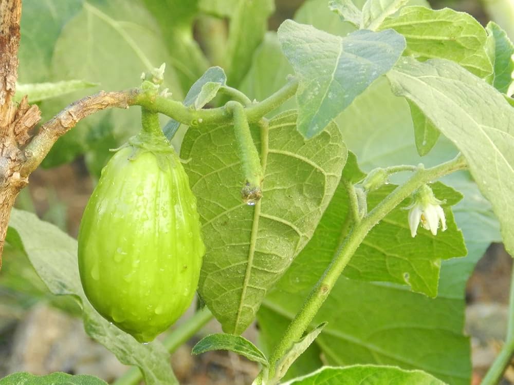 Green Eggplant Vegetable Seeds for Planting – Heirloom &amp; Non-GMO Garden Seeds