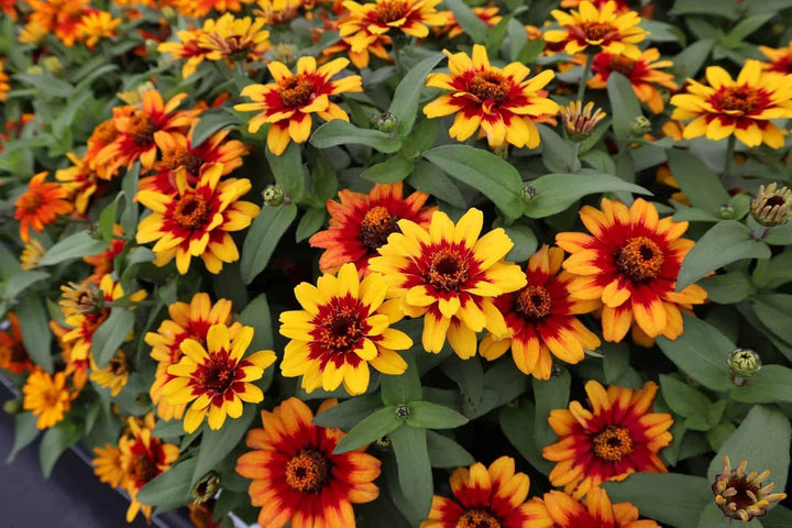 Flower Seeds, Seeds,Seeds For Planting,Plant Seeds