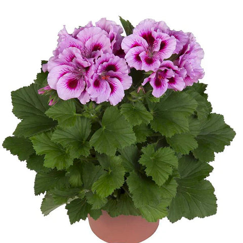 Flower Seeds, Seeds,Seeds For Planting,Plant Seeds