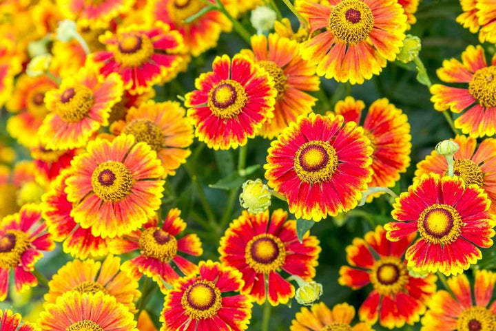 Flower Seeds, Seeds,Seeds For Planting,Plant Seeds