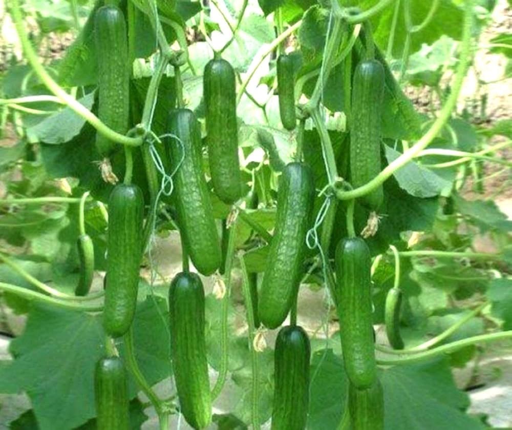 Gurkenpflanzen flower seeds for planting - Heirloom &amp; Non-GMO Garden Seeds