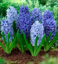 Sky Blue Hyacinthus Orientalis Flower Seeds for Planting – Cut Flower Favorite, Heirloom, Non-GMO, Organic Garden Seeds