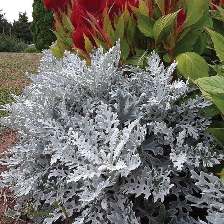 Dusty Miller Silver Dust Flower Seeds for Planting | Heirloom Non-GMO Organic Garden Seeds
