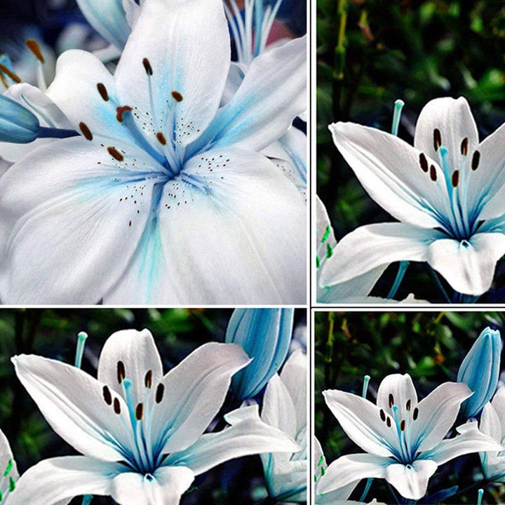Lilium Flower Seeds for Planting White Blue – Heirloom, Non-GMO, High Germination Organic Garden Seeds