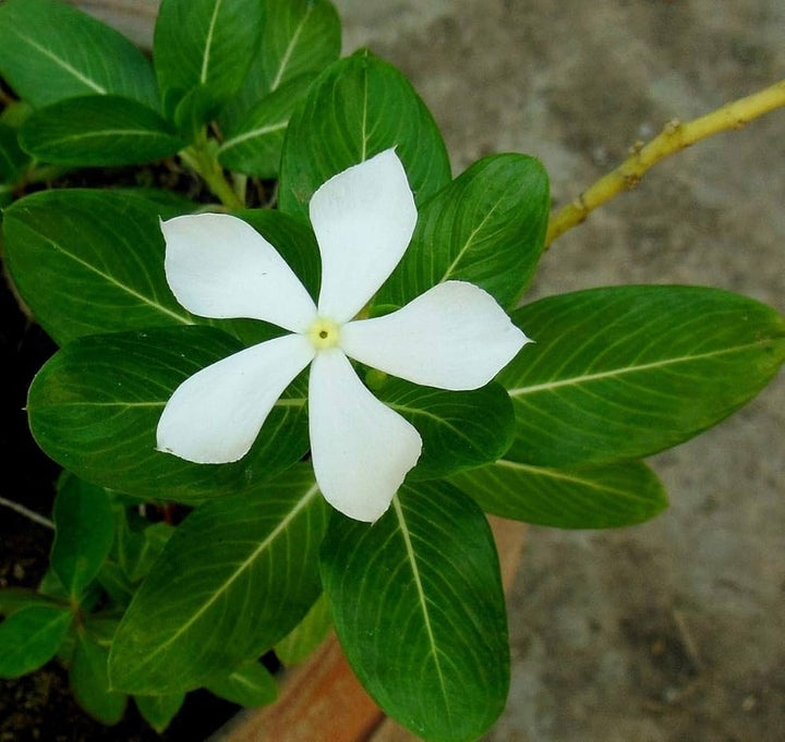 Periwinkle Vinca Flower Seeds for Planting White – Heirloom, Non-GMO, High Germination Organic Garden Seeds