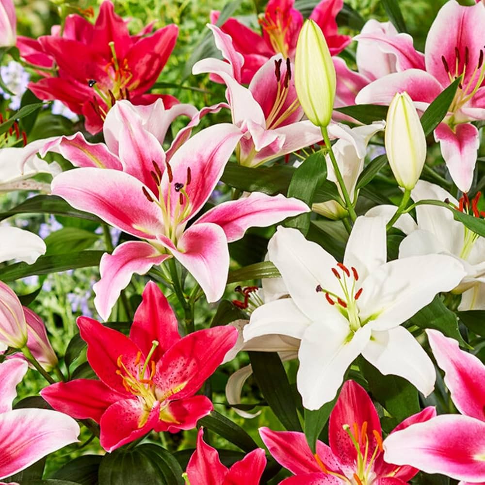 Mixed Di Giglio Flower Seeds for Planting – Heirloom Non-GMO, High Germination Organic Garden Seeds