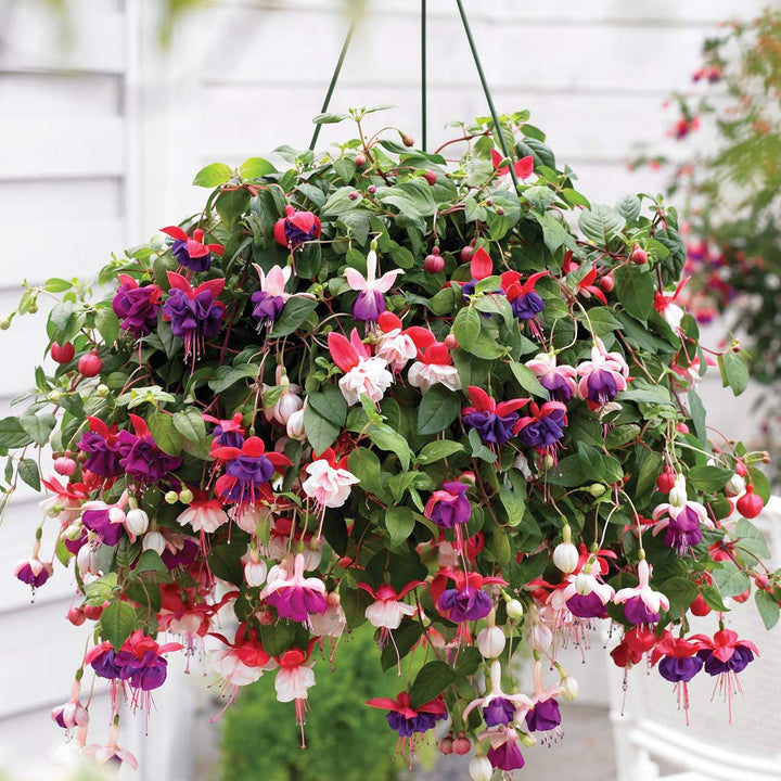 Fuchsia Flower Seeds for Planting – Heirloom Non-GMO Seeds for Home Garden, High Germination