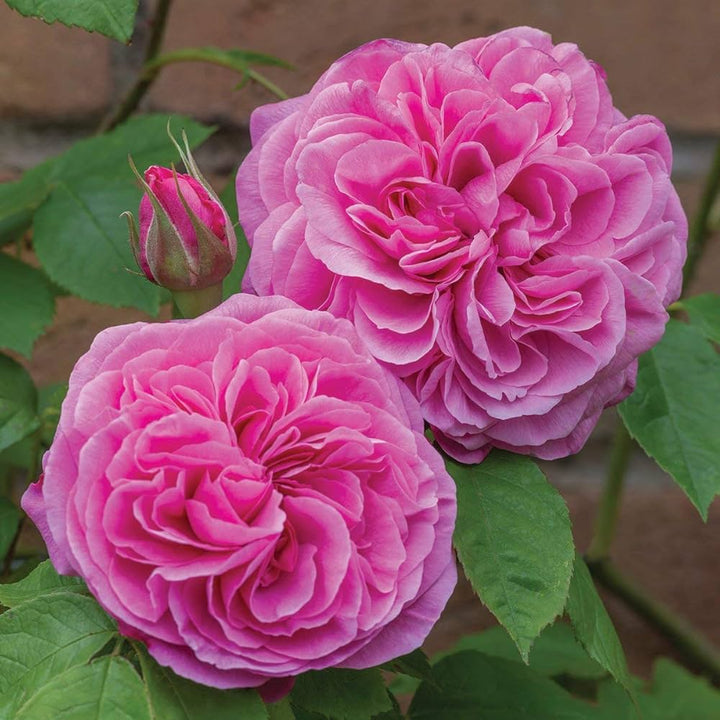 Pink Double Petal English Rose Flower Seeds for Planting | Heirloom Non-GMO Organic Garden Seeds