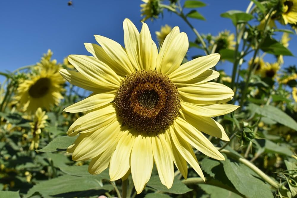 Lemon SunFlower Seeds for Planting – Heirloom, Non-GMO, High Germination Organic Garden Seeds