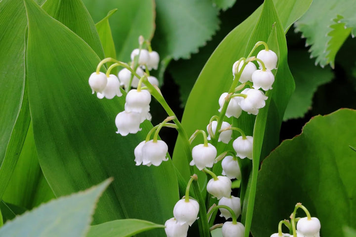 Flower Seeds, Seeds,Seeds For Planting,Plant Seeds