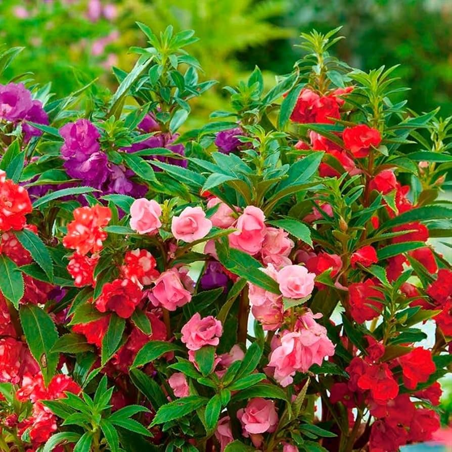 camellia plant seeds Balsam Camellia Flower Seeds for Planting