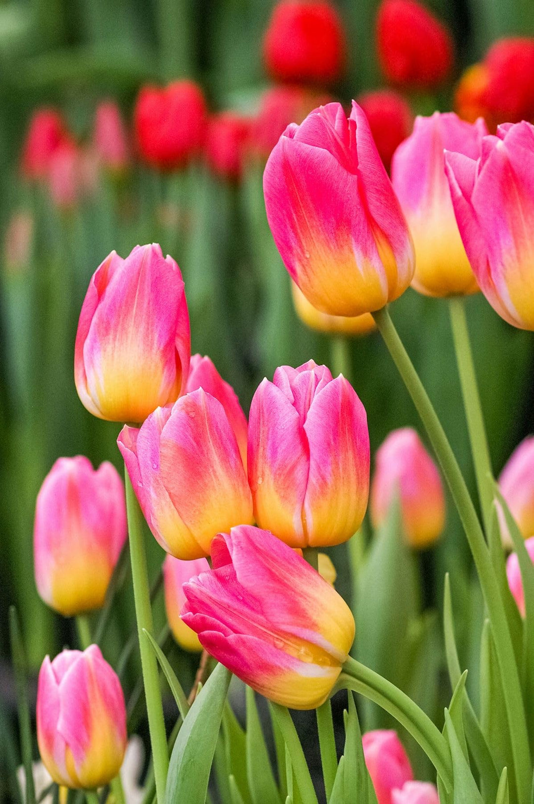 Pink Yellow Tulip Flower Seeds for Planting – Heirloom, Non-GMO, High Germination, Perfect for Borders