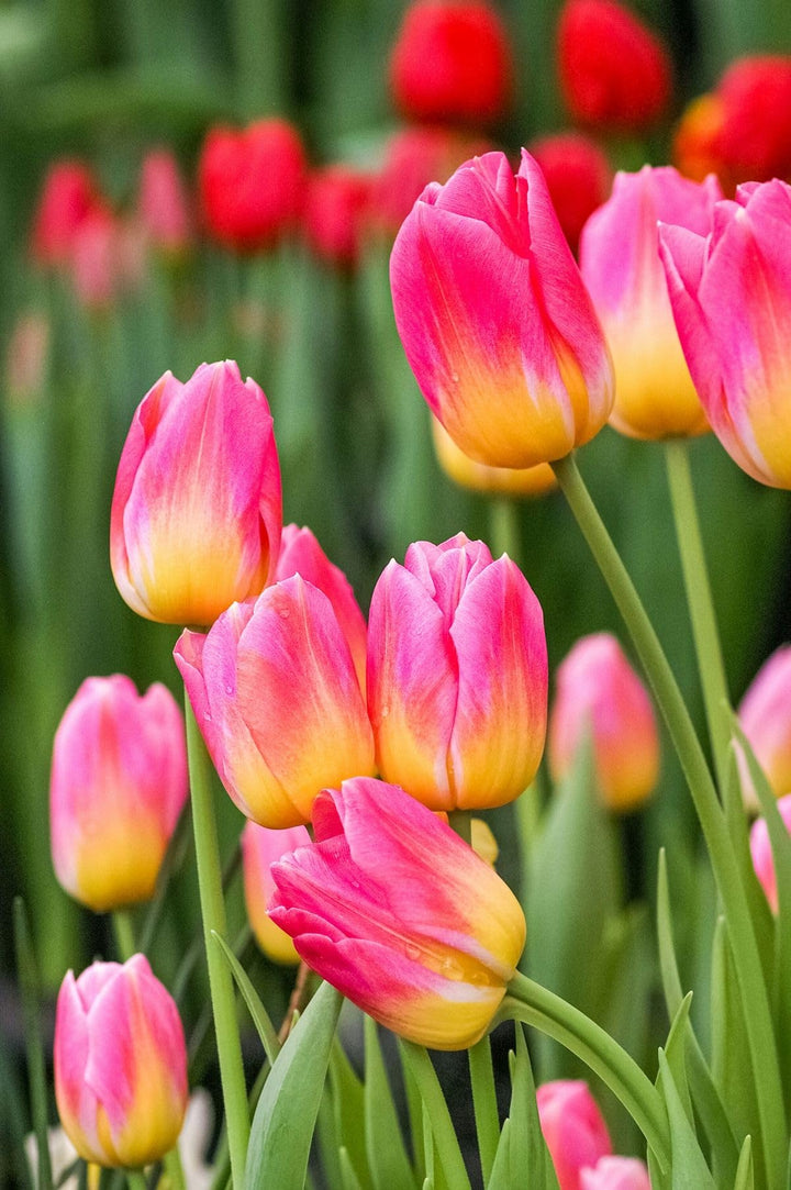 Pink Yellow Tulip Flower Seeds for Planting – Heirloom, Non-GMO, High Germination, Perfect for Borders