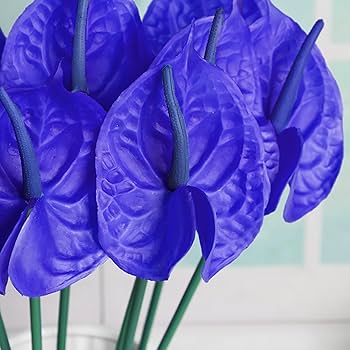 Blue Anthurium Flower seeds for Planting – Heirloom Non-GMO Seeds for Home Garden, High Germination