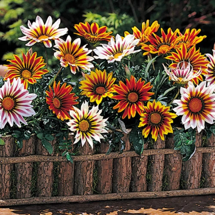 Gazania Flower Seeds for Planting Mixed Colour – Long Bloom, Heirloom, Non-GMO, High Germination Organic Seeds