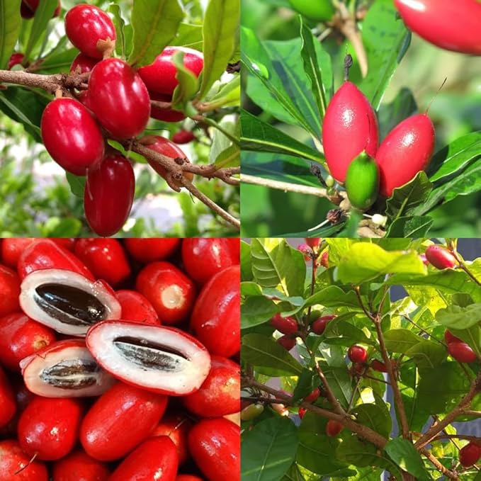 Watermelon Berry fruit seeds for planting – Heirloom & Non-GMO garden seeds, juicy sweet berry variety