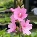 Pink Checkerbloom Flower Seeds for Planting – Heirloom, Non-GMO, Cottage Garden Essential, High Germination