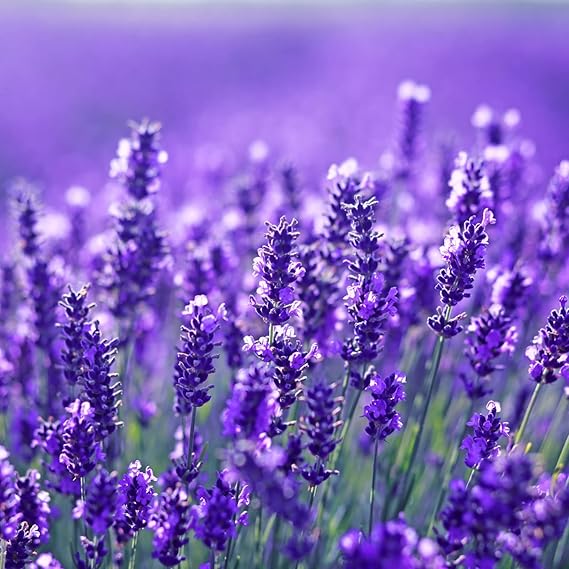 Purple Fragrant Flower Seeds for Planting – Drought Tolerant, Heirloom, Non‑GMO Organic Garden Seeds