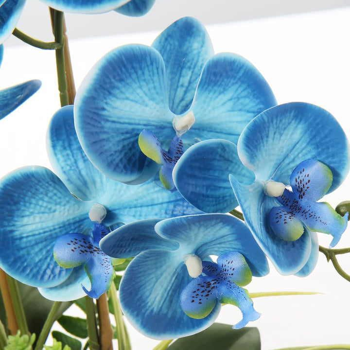 Blue Mix Cymbidium Flower Seeds for Planting Heirloom Non-GMO High Germination