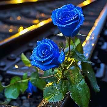 Blue Rare Rose Flower Seeds for Planting – Heirloom, Non-GMO, High Germination Organic Garden Seeds